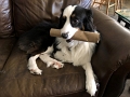 Jess_ZoeyToy_7-2020 (1)